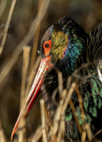 DSC08534