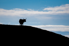 DSC03550_ohneKuh
