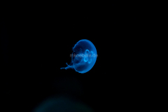 DSC09032
